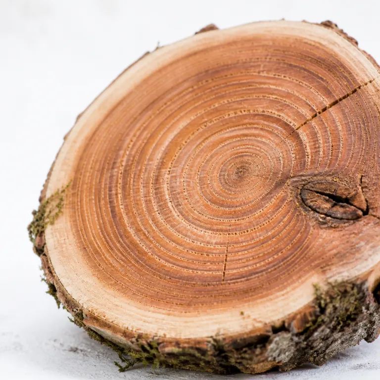 Change Fatigue Is the New Disengagement: What Fifteen Annual Disruptions Do to a Culture Score